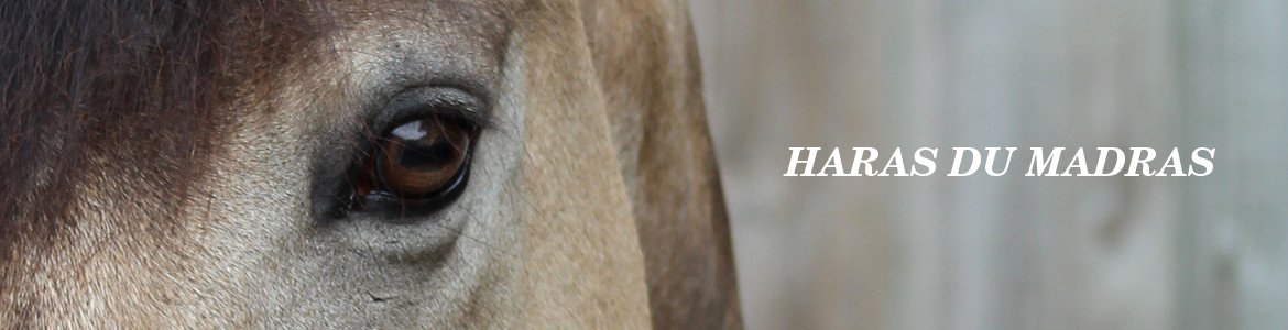 HARAS DU MADRAS